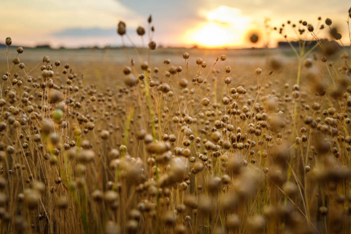 Detail,On,Flax,Plants,(linum,Usitatissimum),On,Field,During,Sunset